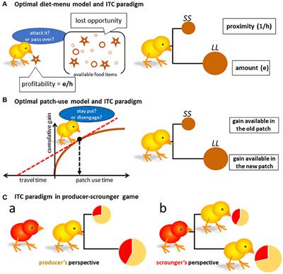 Ecological Validity of Impulsive Choice: Consequences of Profitability-Based Short-Sighted Evaluation in the Producer-Scrounger Resource Competition